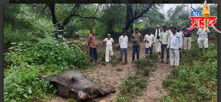 बाभूळगाव येथे विजेचे तार कोसळून तीन गुरे जागीच ठार