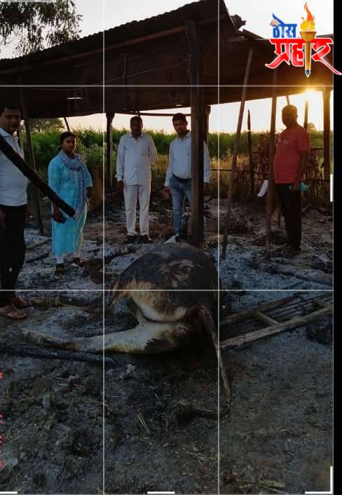 अमळगाव येथे आगीत 2 बैल जळून खाक..!तर 1 बैल जखमी..!