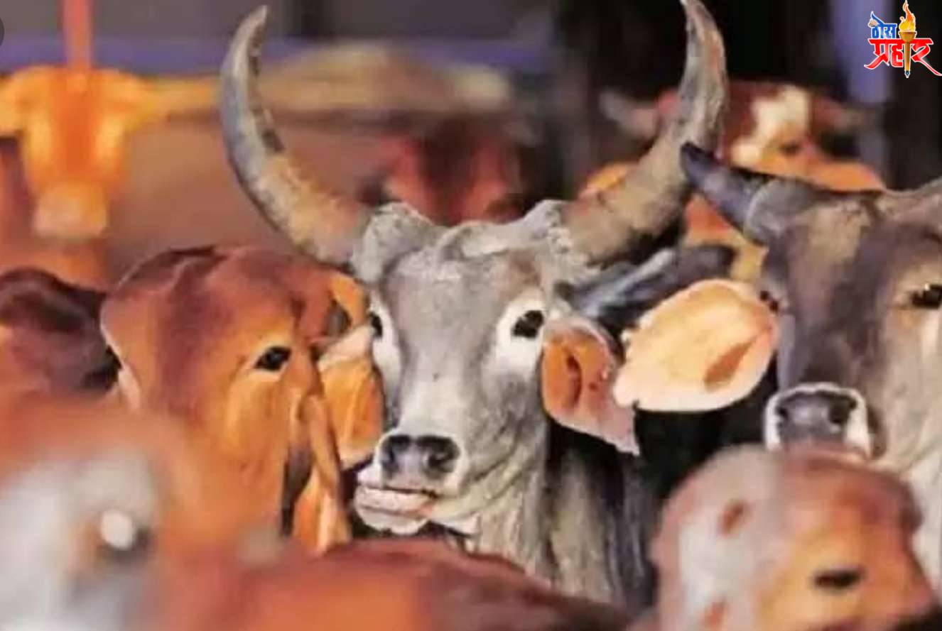 शिरूड सह कावपिंप्री शिवारातून 5 गुरांची चोरी..!