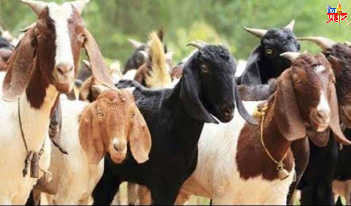 22 बकऱ्यांसह पिल्ले चोरीला..!टाकरखेडे येथील घटना..!