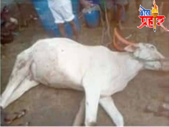 लम्पी आजाराचा गुरांवर  वाढता प्रादुर्भाव..!पातोंडा येथे या आजाराचा पहिला बळी..!