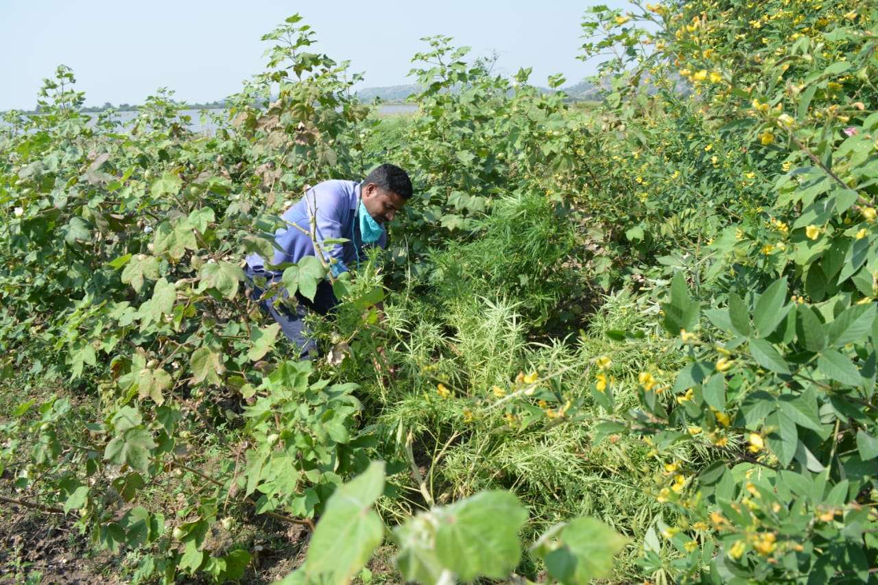 गांजाची शेती करणाऱ्यावर स्थानिक गुन्हे शाखेची कारवाई, 8 लाख 30 हजार 690 रुपये किमंतीचा गांजा जप्त