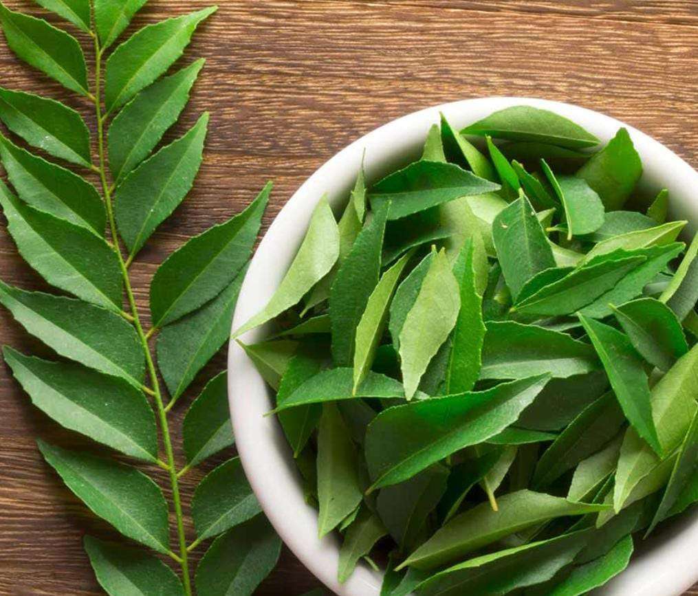 आरोग्याचा मुलमंत्र..कडीपत्ता सेवनाचे फायदे