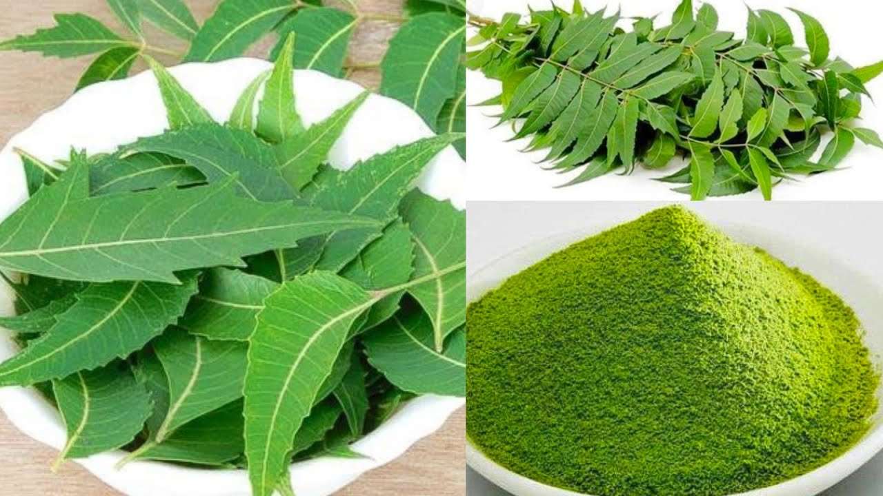 आरोग्याचा मुलमंत्र..नावात कडू असून आरोग्यास गुणकारी "कडुलिंब"