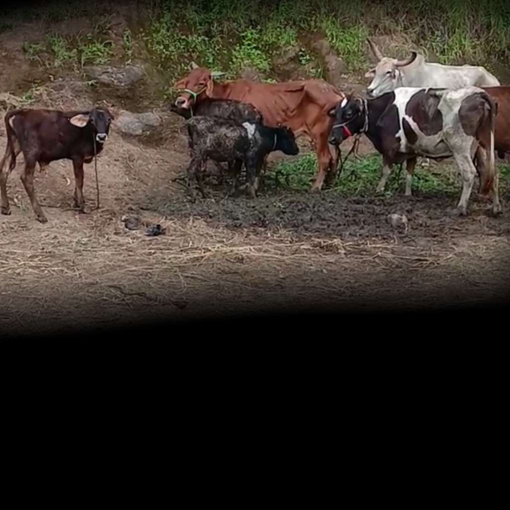 सुरगाना या तालुक्यामध्ये गोमांस तस्करी मालेगाव आणि नाशिक कनेक्शन