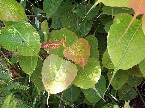 आरोग्याचा मुलमंत्र ..पिंपळा चे आरोग्यदायी फायदे