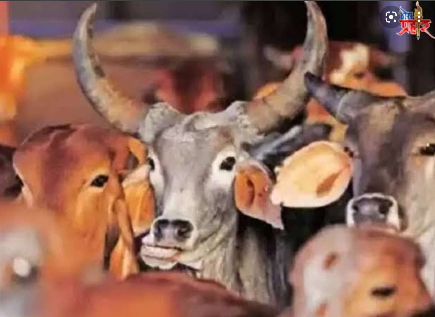 अमळनेर: गोवर्धन शिवारातून गुरांची चोरी..!