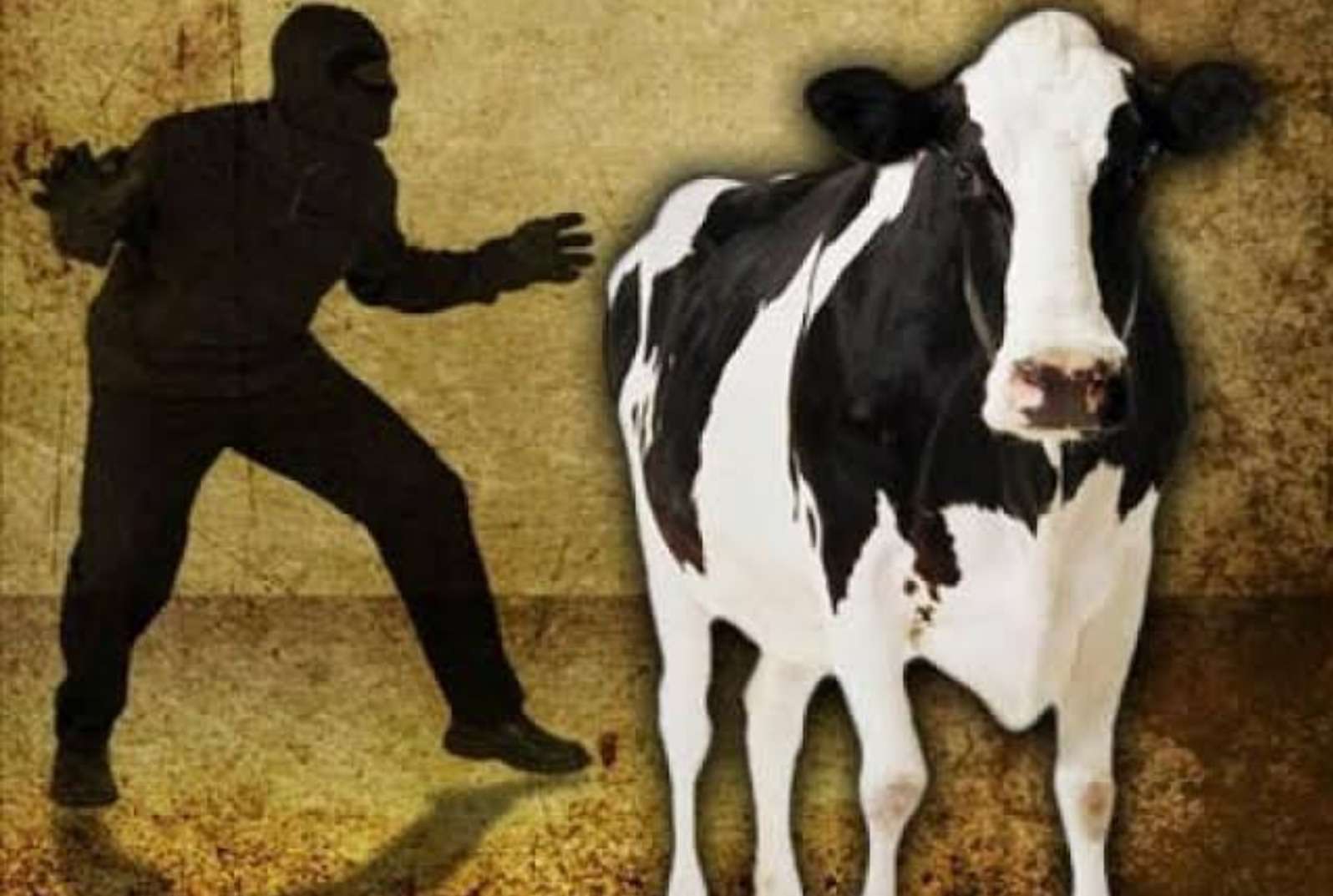 अमळनेर: चोऱ्यांचे सत्र थांबेना..! 6 गुरे चोरीस..!