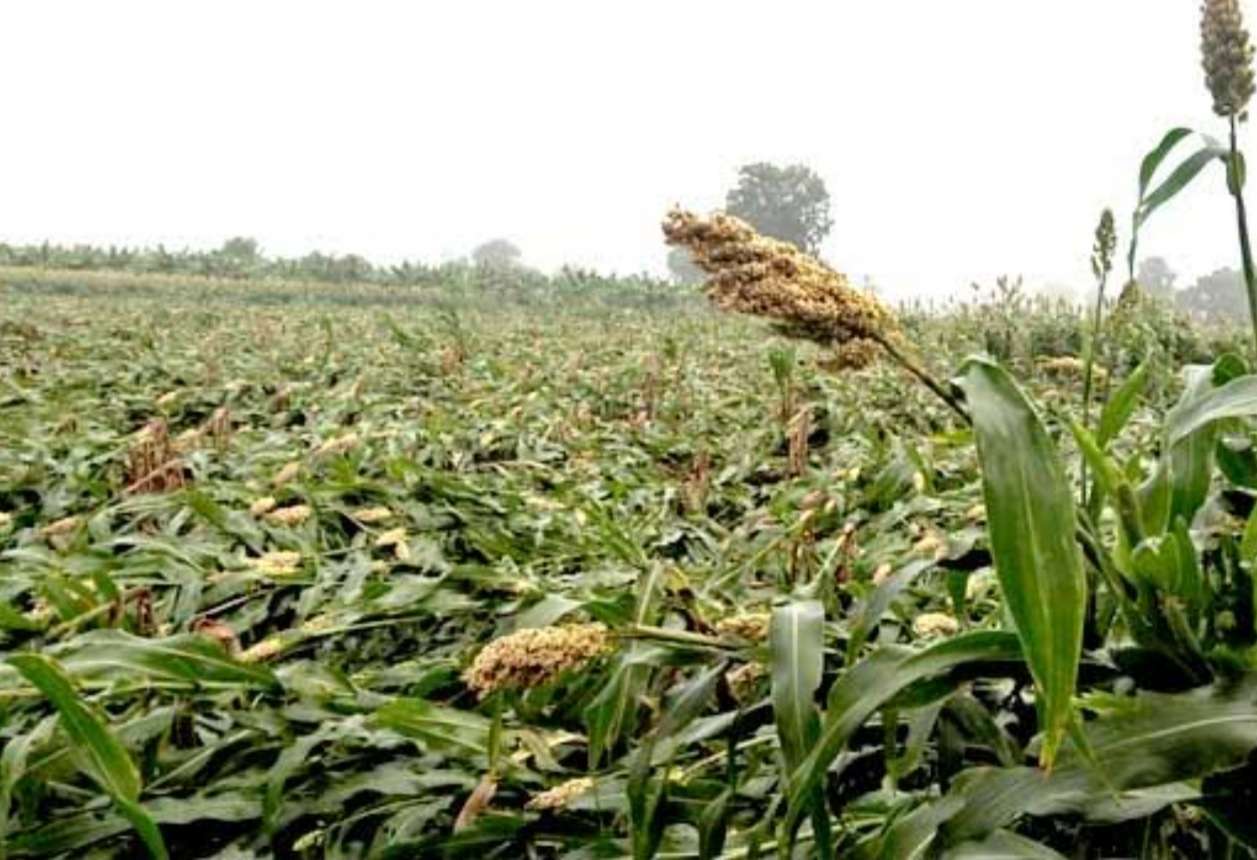 Amalner: तालुक्यातील शेतकर्यांवर पुन्हा अस्मानी संकट..वादळामुळे रब्बी पिके झाली भुईसपाट.. शेतकरी हवालदिल..! सर्व अधिकारी नॉट रीचेबल..!