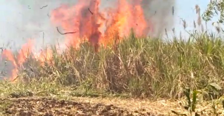 करेवाडीत ३२ एकराच्या आसपास ऊस जळाला ; लाखोंचे नुकसान