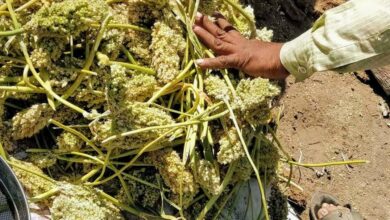 आरोग्याचा मुलमंत्र..आरोग्यदाई हूरडा