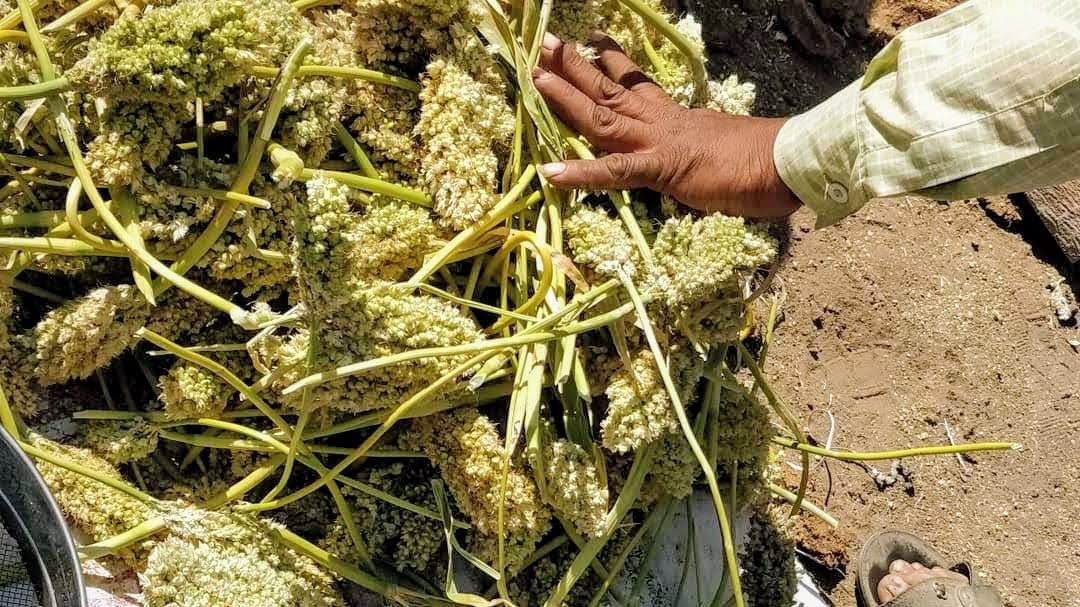 आरोग्याचा मुलमंत्र..आरोग्यदाई हूरडा