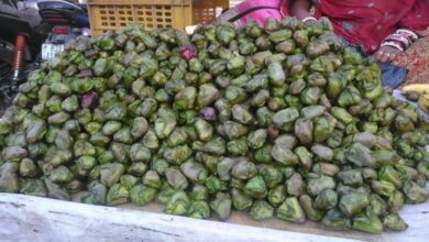 आरोग्याचा मुलमंत्र...शिंगाडा खाण्याचे औषधी फायदे