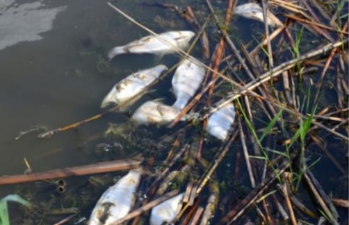 Amalner:सावधान....बोरी नदीत दूषित रसायनांमुळे लाखो मृत मासे...!नागरिकांसह प्राण्यांना धोका..!