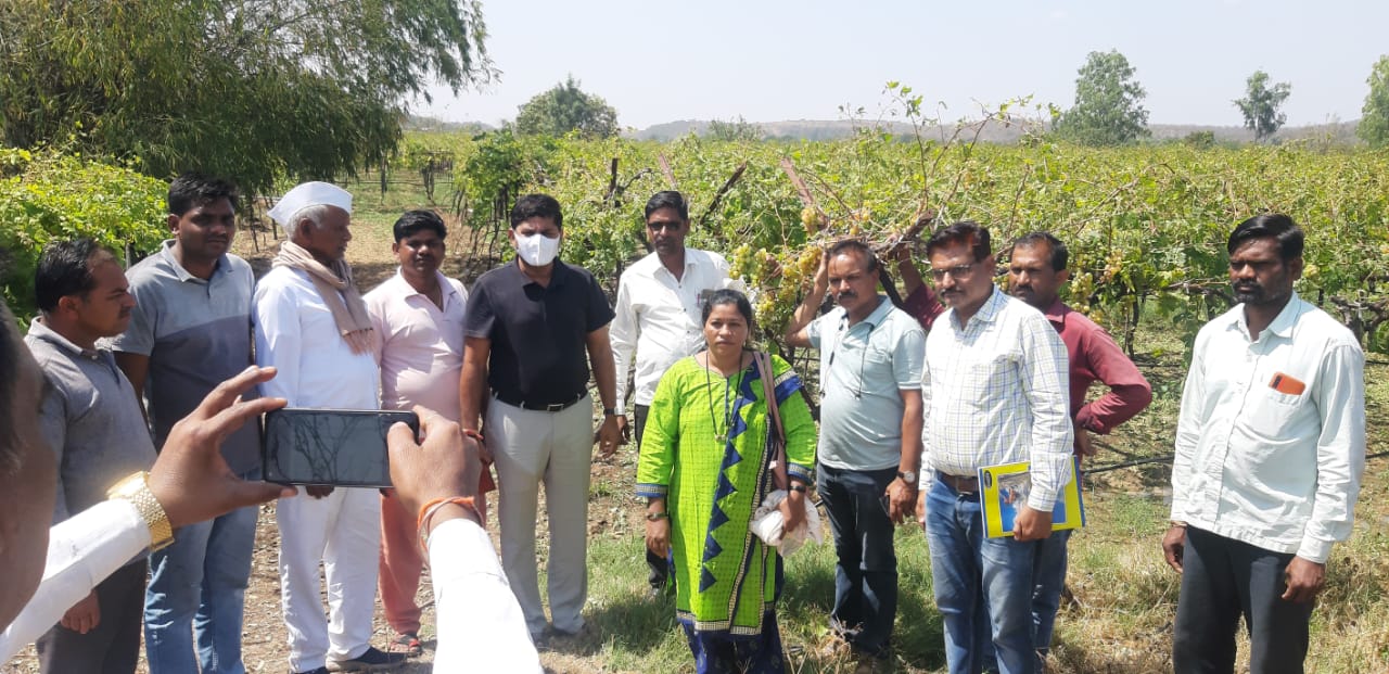 निगडोळ चाचडगाव येथे तुफान गारपीट द्राक्षबागाचे मोठे नुकसान