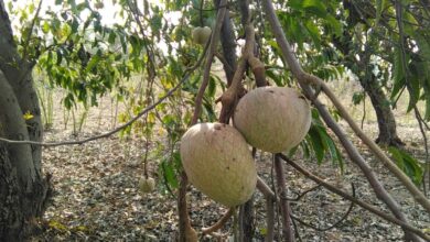 आरोग्याचा मुलमंत्र...राम फळा चे आरोग्यदाई फायदे