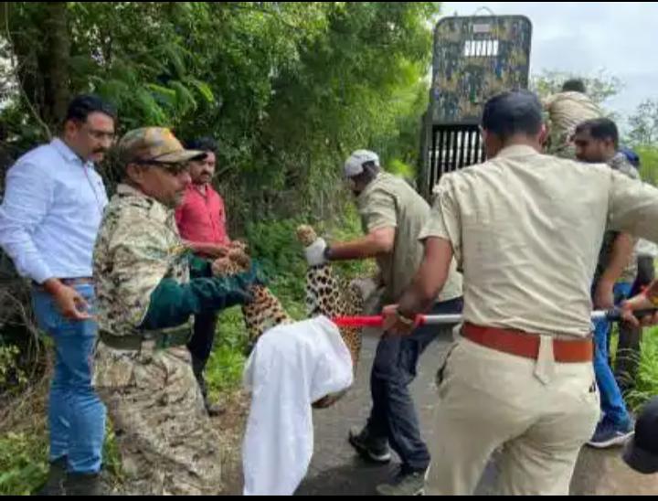 मोहाडी साकोरे रस्त्यालगत भक्ष्याच्या शोधात अडकलेल्या बिबट्याला जेरबंद