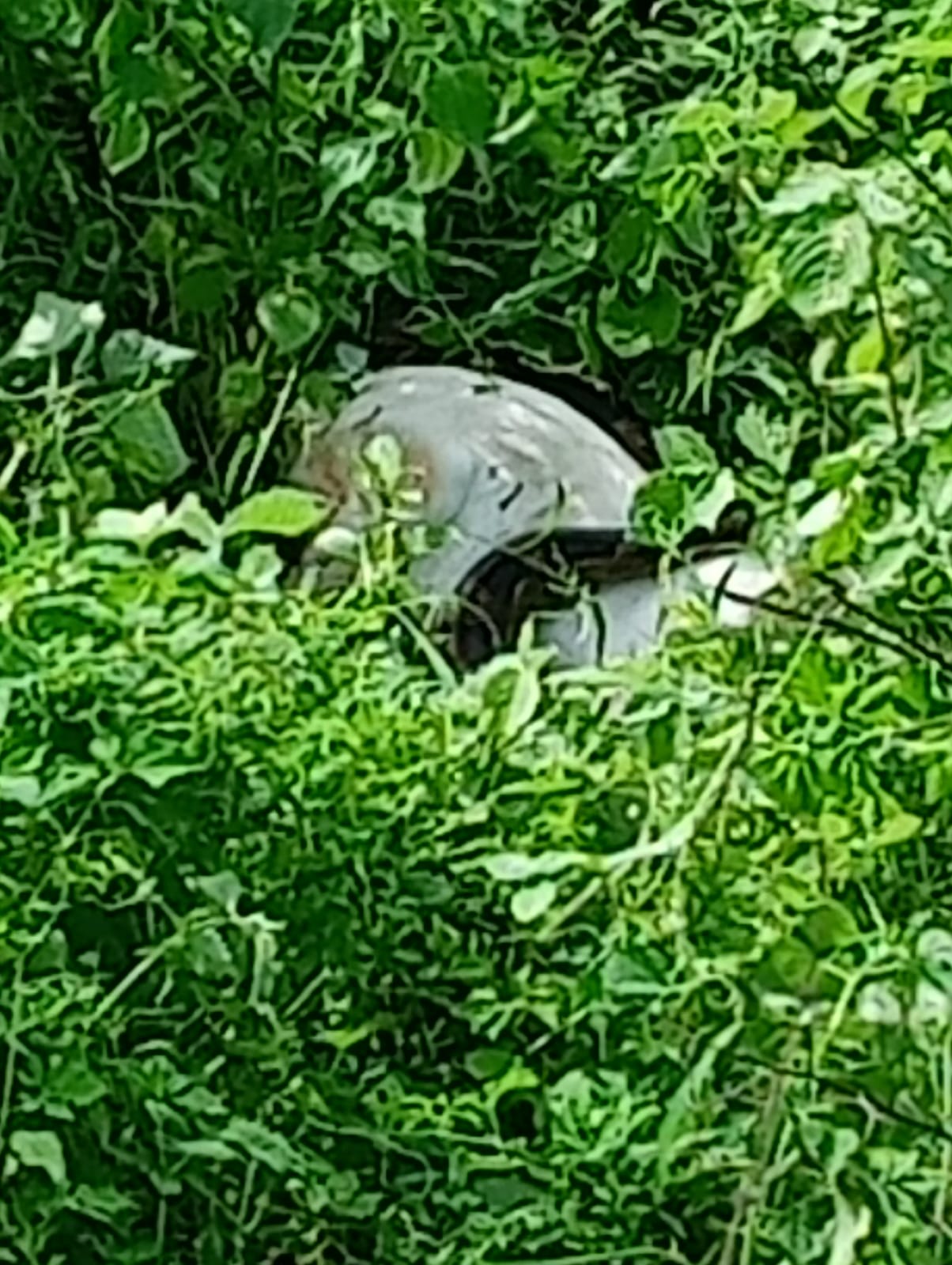 खिर्डी रेंभोटा शिवारात अजगराच कायम वास्तव्य.. ..उपाययोजना करण्याची ग्रामस्थांची मागणी