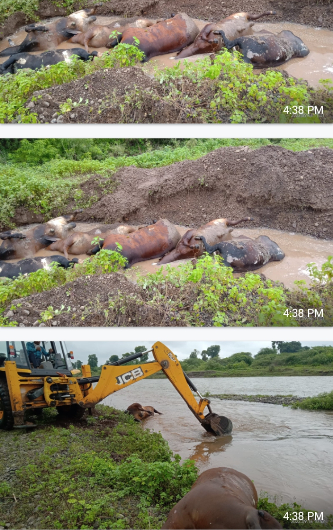 वाहनात गुदमरून मेलेल्या २३ गुरांना तस्करांनी सुकी नदीत फेकल्याची शंका? समाजसेवक श्रीकांत सरोदे चिनावल