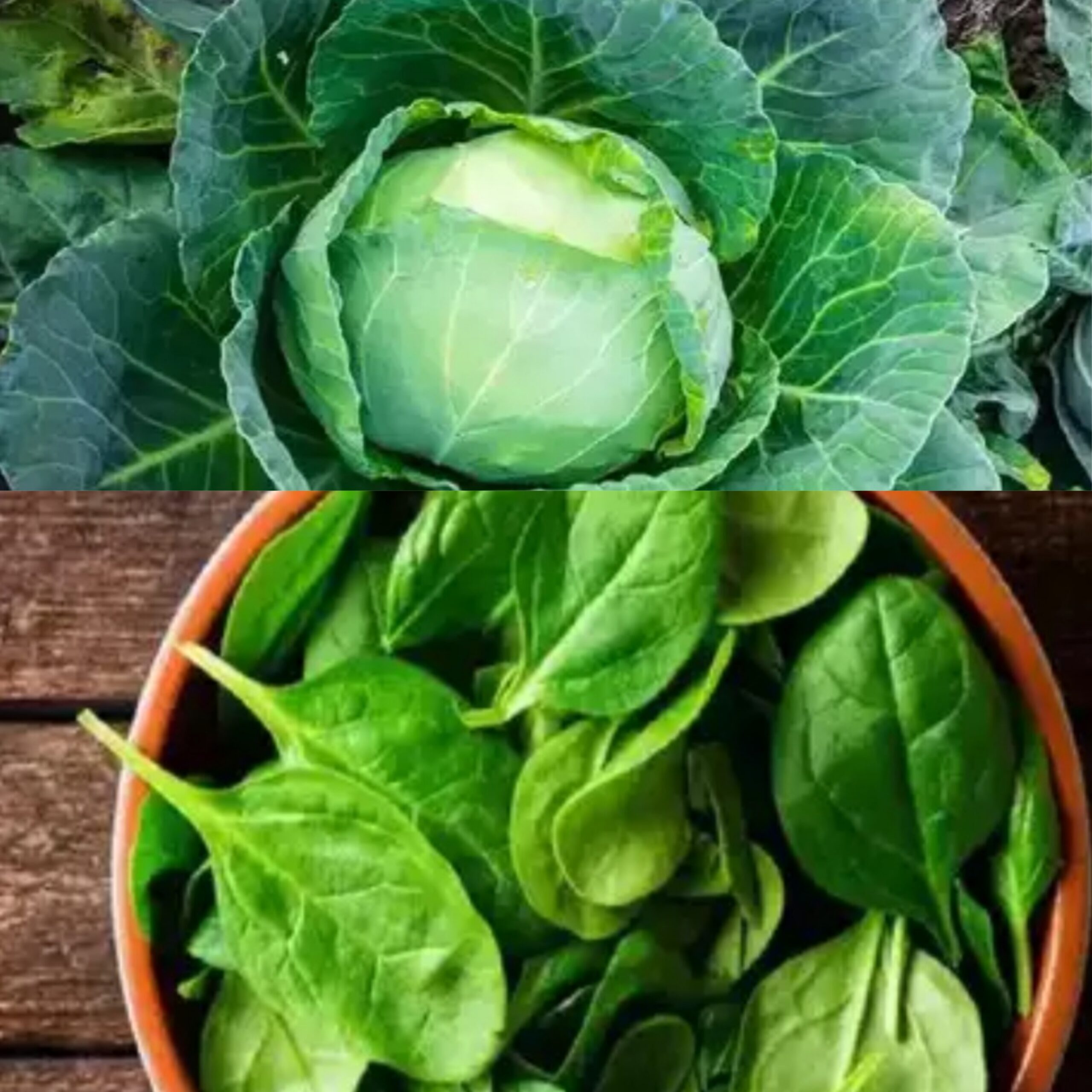 Health: कच्च्या भाज्या खाताय सावधान..!ह्या भाज्यांमुळे होऊ शकतो हा त्रास..!