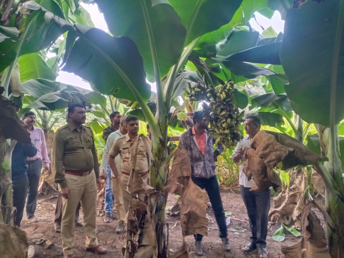 केळी वर तणनाशक फवारून शेतकर्‍यांचे लाख रुपयाचे नुकसान..चिनावल परिसरातील शेतकरी त्रस्त