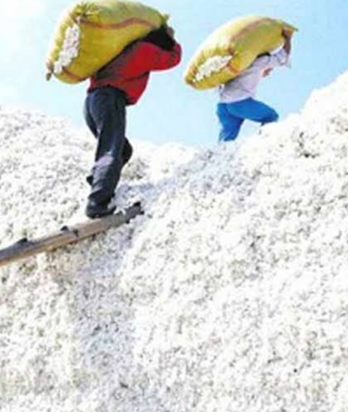 Amalner: अरे बापरे..!शेतात साठवुन ठेवलेला कापूसच चोरांनी केला लंपास..!पोलीसात तक्रार दाखल...!