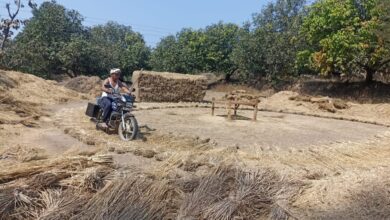 आदिवासी भागातील सर्वच मजूर स्थलांतरित झाल्याने दुचाकीच्या साहाय्याने शिक्षकांने केली भात मळणी.