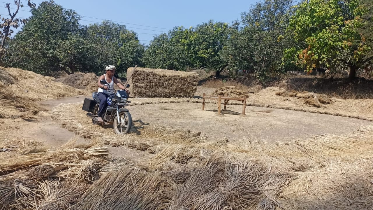 आदिवासी भागातील सर्वच मजूर स्थलांतरित झाल्याने दुचाकीच्या साहाय्याने शिक्षकांने केली भात मळणी.