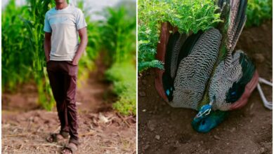 माणुसकीचे नाते जपत राष्ट्रीय पक्षी ला जीवनदान