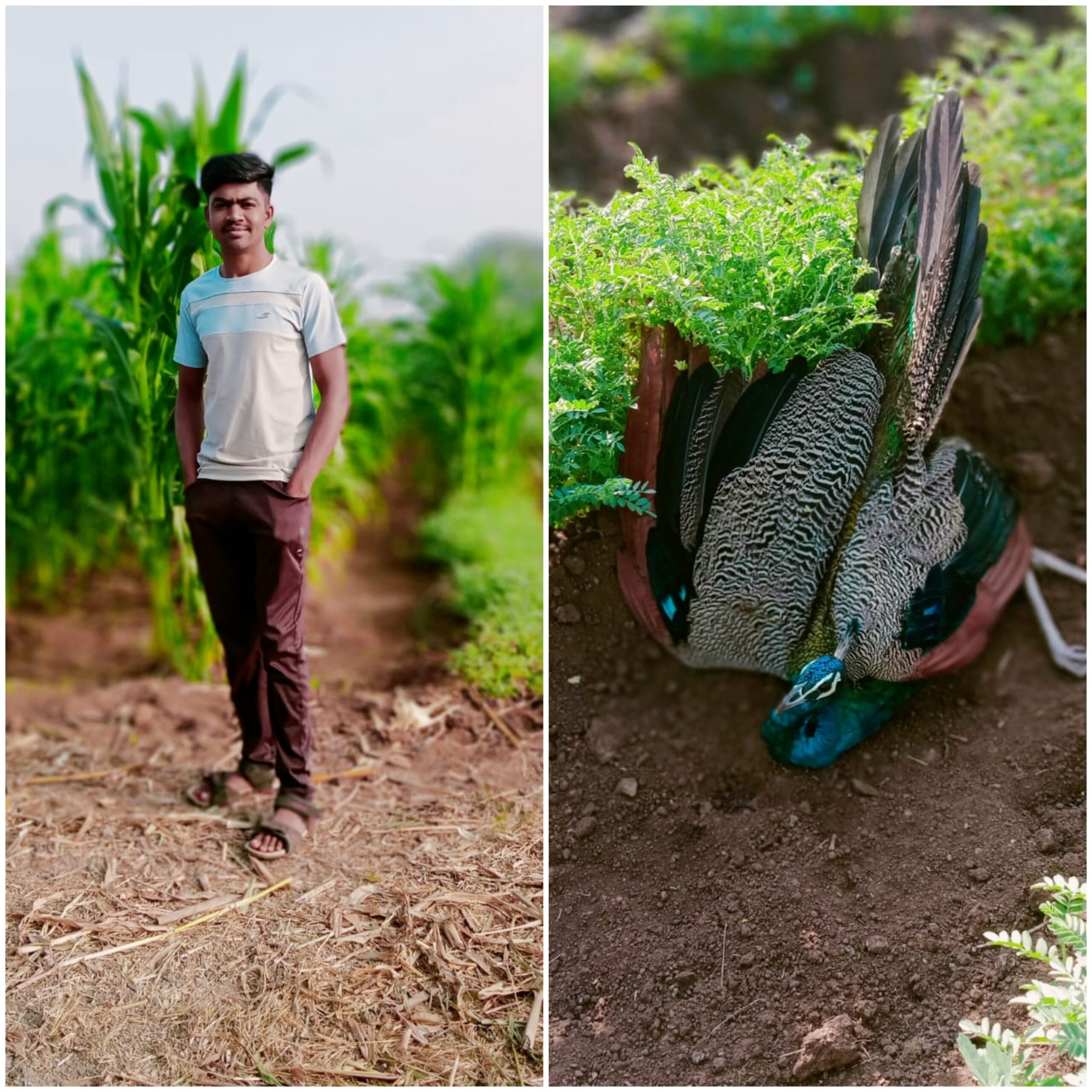 माणुसकीचे नाते जपत राष्ट्रीय पक्षी ला जीवनदान