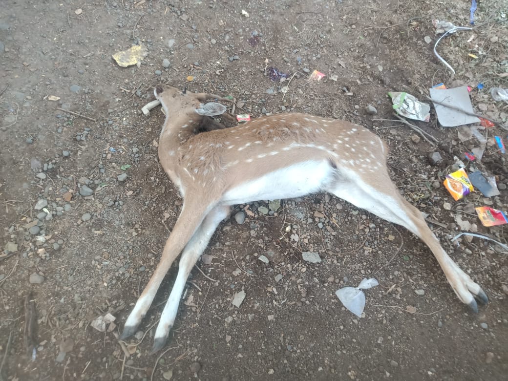 खिर्डी बु! येथे चितळाच्या मृत्यूने खळबळ..घटनास्थळी वनविभागातील अधिकारी कर्मचारी दाखल..!