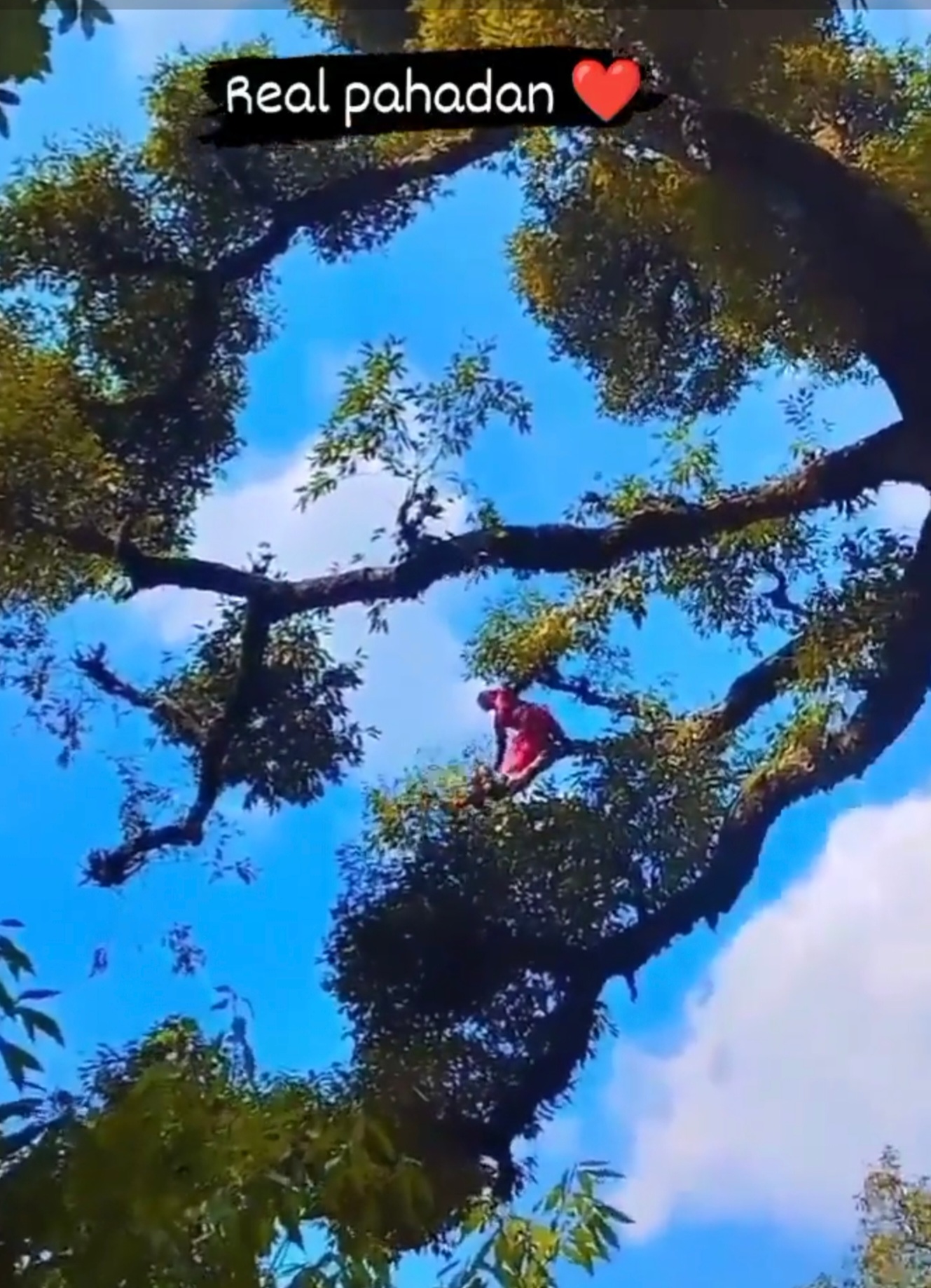 Viral Katta: उंच झाडावर चढून महिला करत होती हे काम..! सोशल मिडीयावर काही मिनिटात व्हायरल झाला व्हिडिओ..! पहा व्हिडिओ..