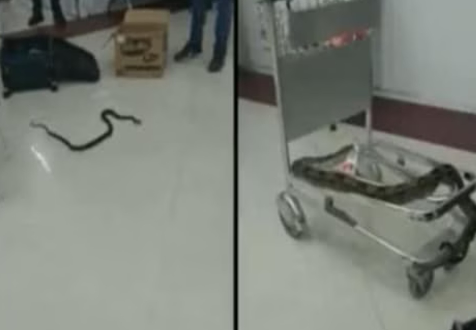 Viral Katta: पर्स उघडताच बाहेर पडले सळसळत 22 जिवंत साप.. विमानतळावरील घटना..! पहा व्हिडिओ...