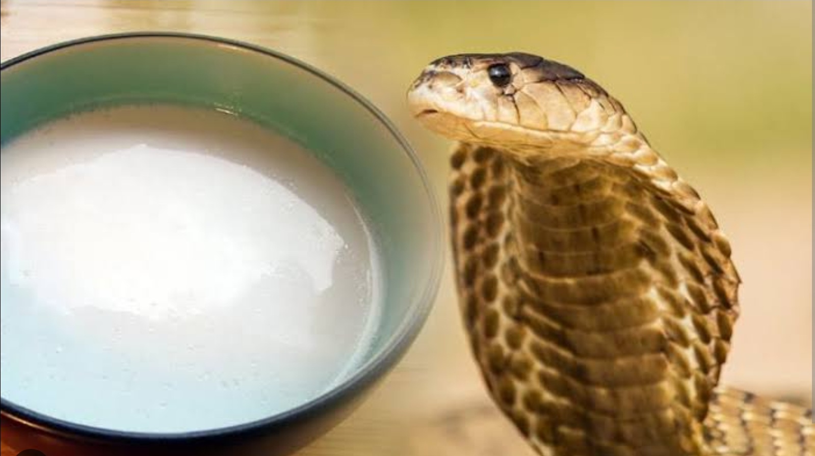 Amazing: नाग खरंच दूध पितो का...?