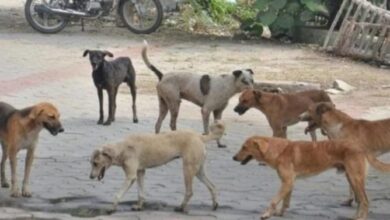 मोठा वाघोदा येथील निंभोरा रस्त्यावर मोकाट कुत्र्यांचा हैदोस ..ग्रामपंचायतने बंदोबस्त करण्याची रहिवासींची मागणी