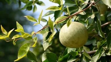 Health..आरोग्यास फायदेशीर बेलफळ