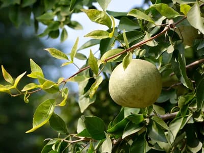 Health..आरोग्यास फायदेशीर बेलफळ