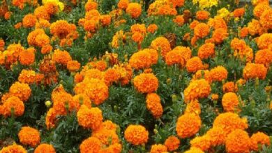 Health : आरोग्यदाई झेंडू.. मासिक पाळीतील वेदना करतो कमी...