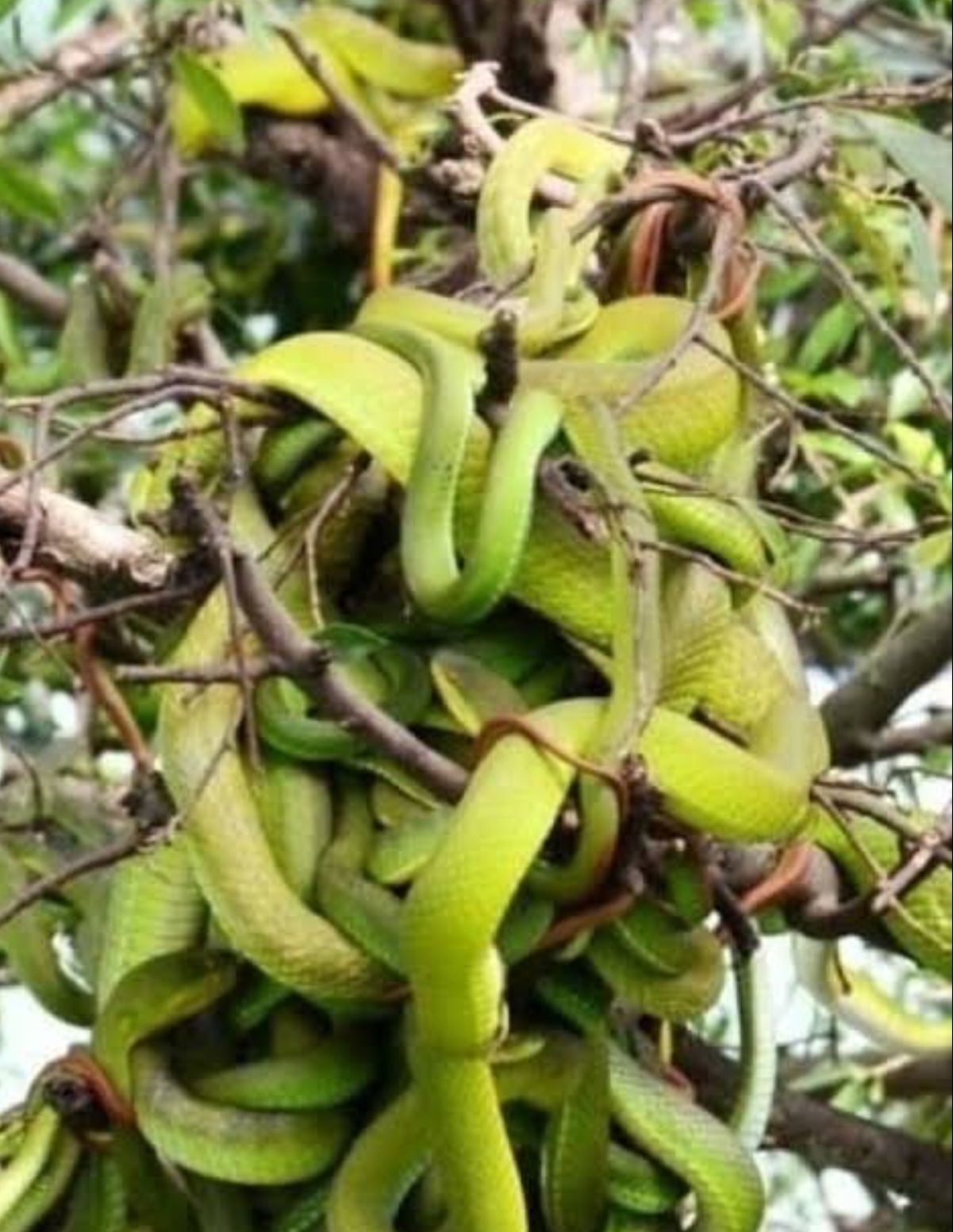 Amazing: बापरे इथे केली जाते सापांची शेती... पहा व्हिडिओ...