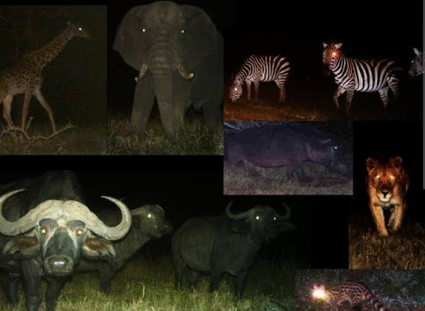 Amazing: ह्या आश्चर्यकारक कारणामुळे चमकतात अंधारात प्राण्यांचे डोळे...