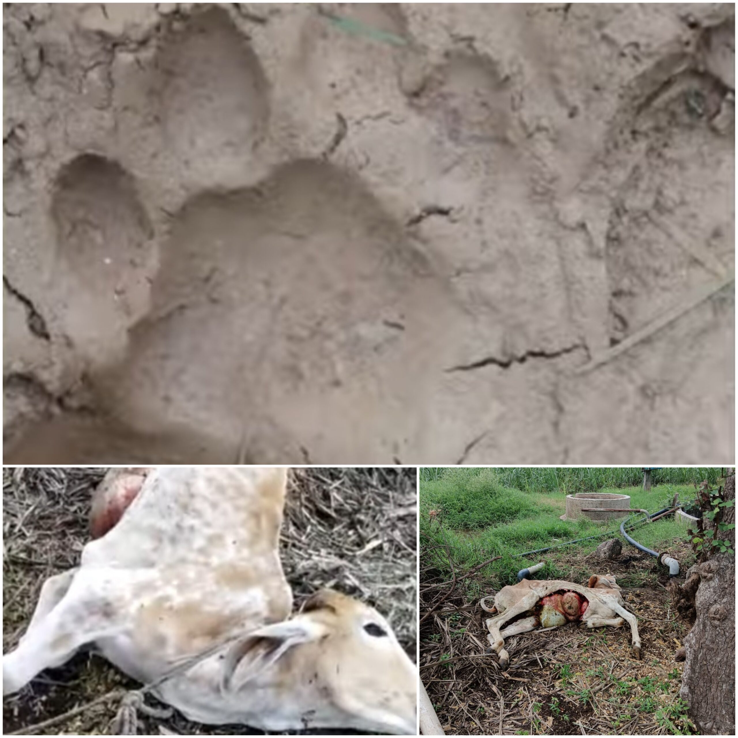 Amalner: Breaking: मुडी परीसरात बिबट्याचा धुमाकूळ... पहा व्हिडिओ..