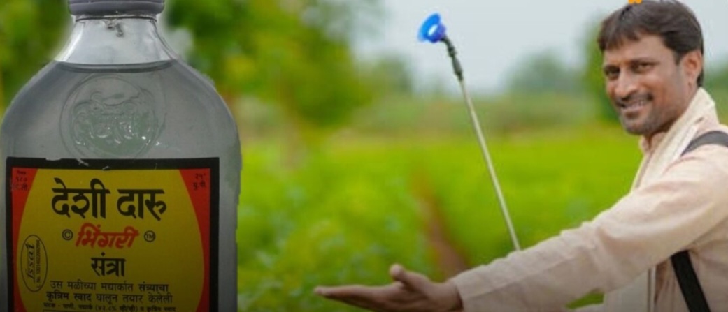 Amazing: ओ भो देशी दारूआता प्यायची नाहीतर पिकांवर फवारायची...! शेतकऱ्याचा झिंगाट प्रयोग..!