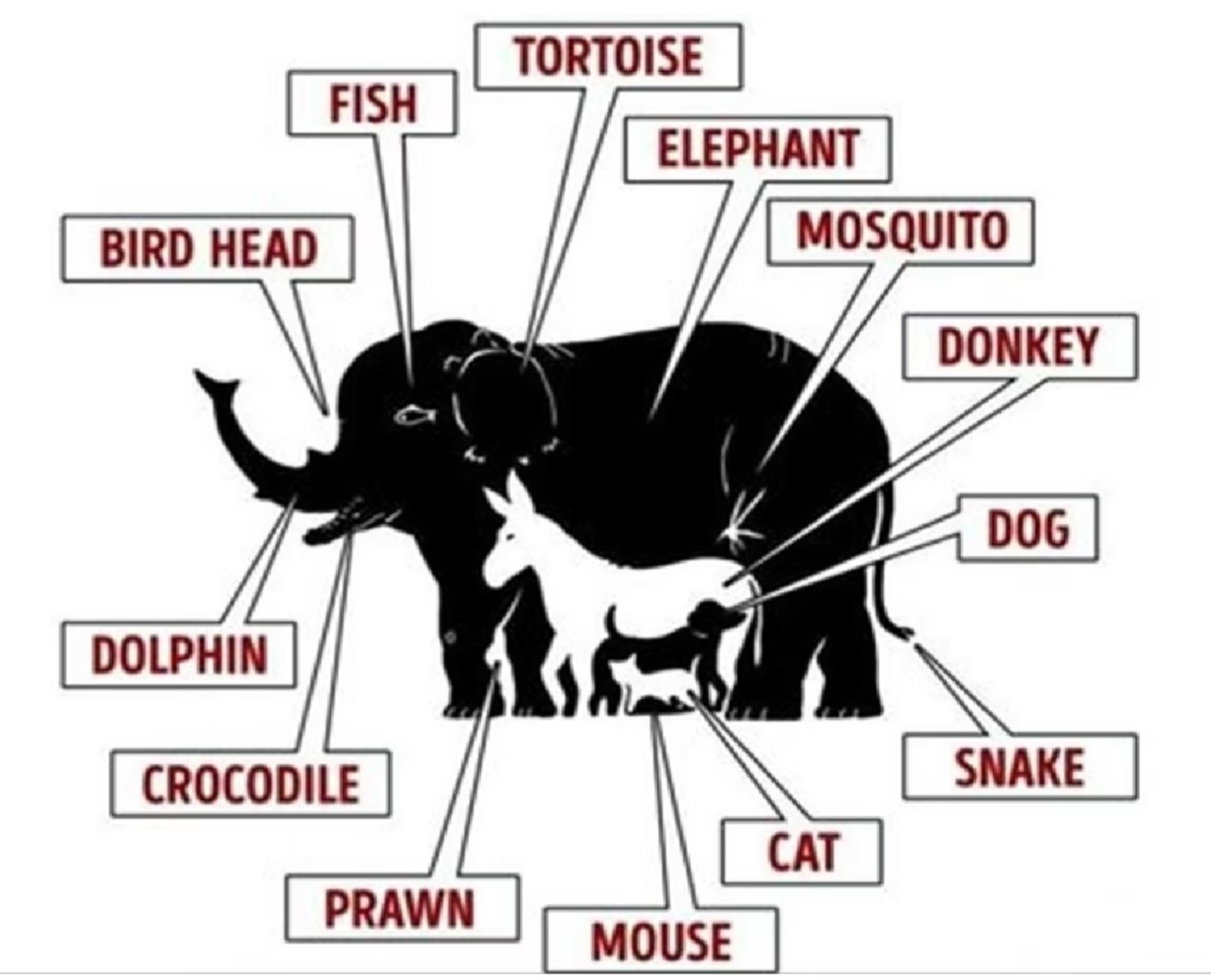 Optical Illusion: Brain Exercise: ह्या फोटोत शोधा 10 सेकंदात 1 नव्हे 2 नव्हे तर 13 प्राणी