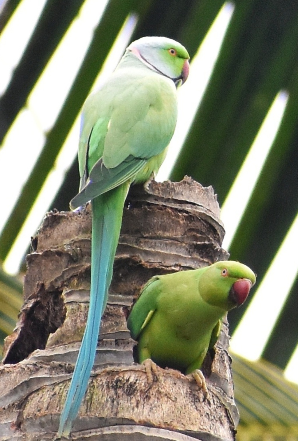 Amazing: फक्त पोपटच माणसांची भाषा का बोलू शकतो..?