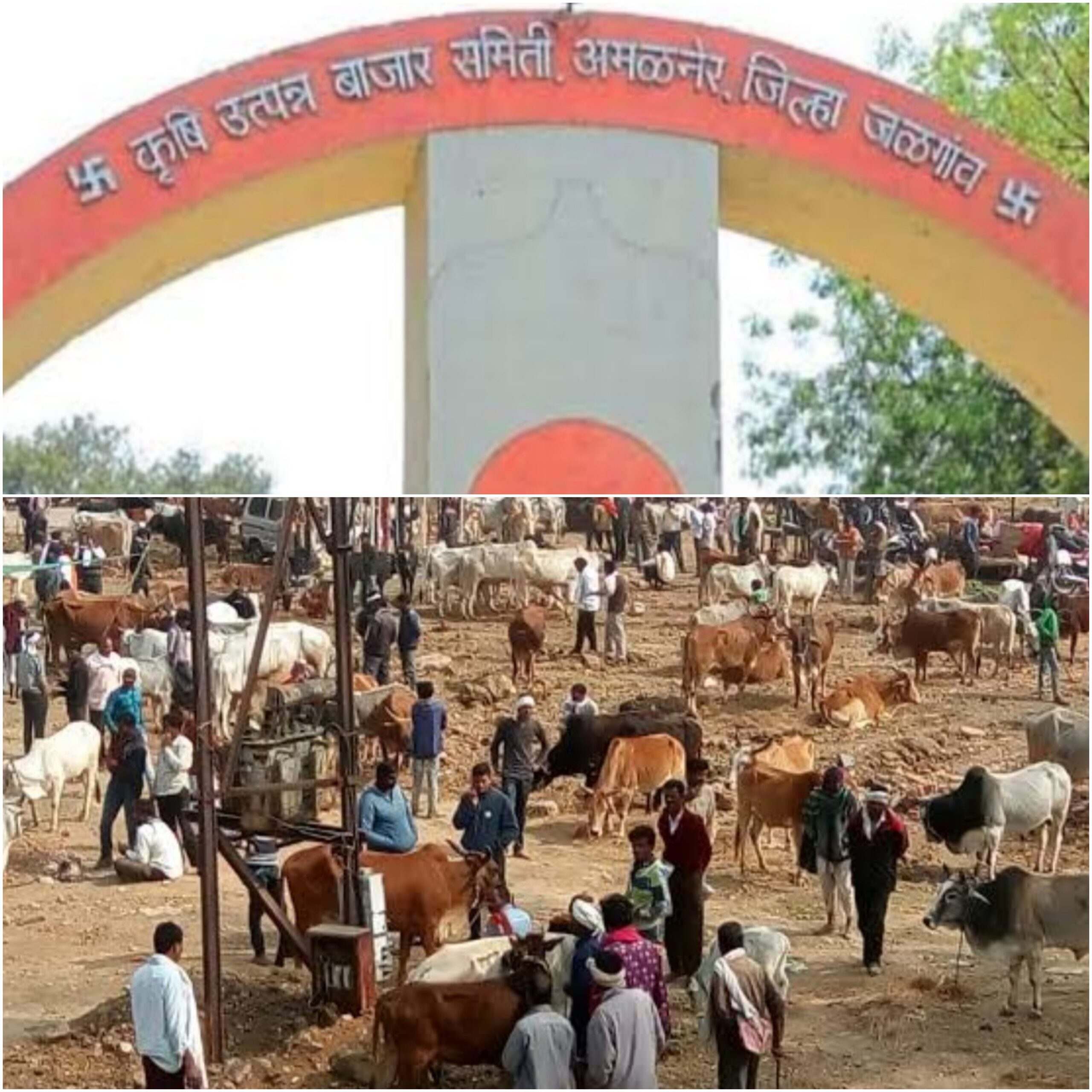 Amalner: अमळनेर येथे बैल बाजारा बद्दल कृषी उत्पन्न बाजार समितीची उदासीनता.. बैल बाजाराची शेतकऱ्यांना प्रतीक्षा..