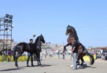 नंदुरबार - विविध स्पर्धांनी गाजणार सारंगखेडा च्या अश्व बाजार, यात्रेसाठी अश्व येण्यास सुरुवात....