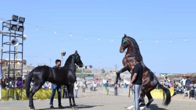 नंदुरबार - विविध स्पर्धांनी गाजणार सारंगखेडा च्या अश्व बाजार, यात्रेसाठी अश्व येण्यास सुरुवात....
