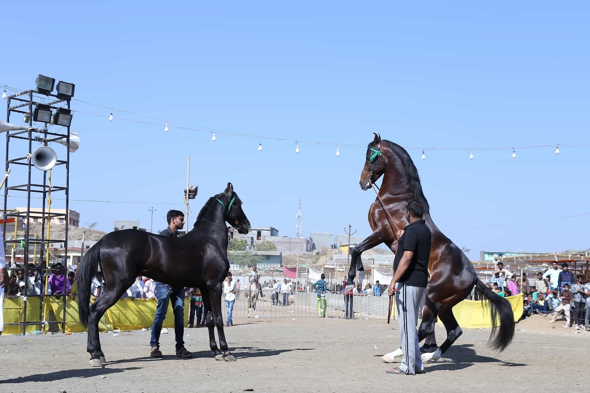 नंदुरबार - विविध स्पर्धांनी गाजणार सारंगखेडा च्या अश्व बाजार, यात्रेसाठी अश्व येण्यास सुरुवात....